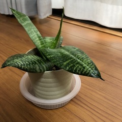 サンスベリアハニーの画像