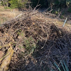 焚火用　木材の画像