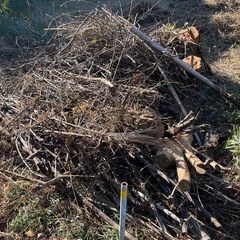 焚火用　木材の画像