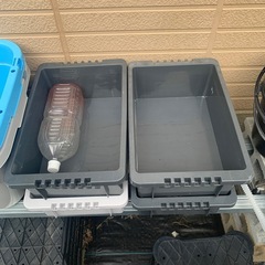 めだか 飼育容器 メダカの画像