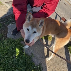 柴犬オス迷い犬がいます