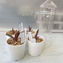 アガベ　ブラック&ブルー　カキコ1個の画像