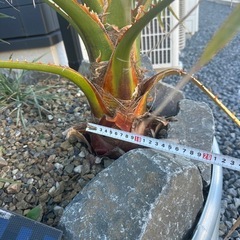 ワシントンヤシ　フィリフェラの画像