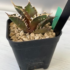 アガベ　ゴリ猫　子株の画像