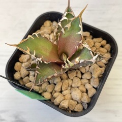 アガベ　ゴリ猫　子株の画像