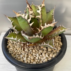 アガベ　レッドキャットヴィーズルの画像