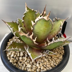 アガベ　レッドキャットヴィーズルの画像