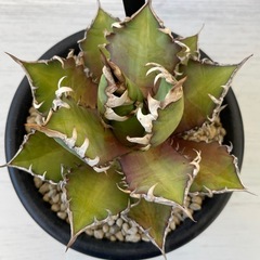 アガベ　レッドキャットヴィーズルの画像