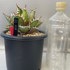 アガベ　レッドキャットヴィーズルの画像