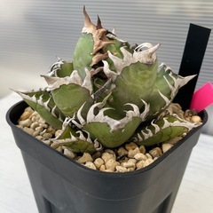 アガベ　レッドキャットヴィーズル　ゴリ猫の画像