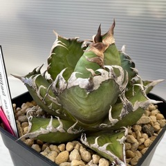 アガベ　レッドキャットヴィーズル　ゴリ猫の画像