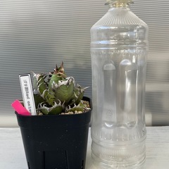 アガベ　レッドキャットヴィーズル　ゴリ猫の画像