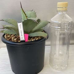 アガベ　パリートランカータの画像