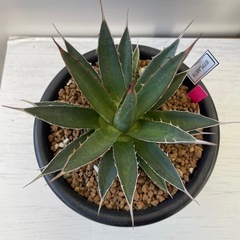 アガベ　ホリダ　ペロテンシスの画像