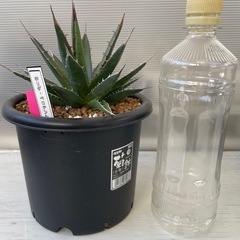 アガベ　ホリダ　ペロテンシスの画像