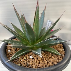 アガベ　ホリダ　ペロテンシスの画像