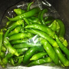 大根6本、白菜1玉、土ごぼう3本入、万願寺ししとう　セットでの画像