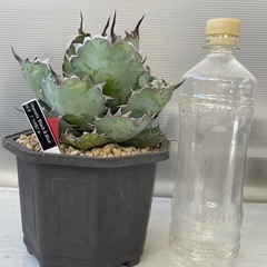 アガベ　ブラック&ブルーの画像