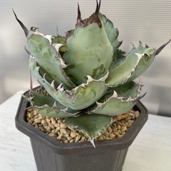 アガベ　ブラック&ブルーの画像