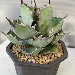 アガベ　ブラック&ブルーの画像