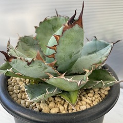 アガベ　ブラック&ブルー　の画像