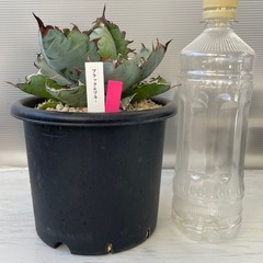 アガベ　ブラック&ブルー　の画像