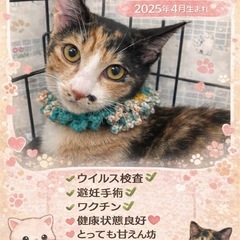 💖お膝ゴロスリ大好き💖甘えん坊ベニちゃん🐾個人面会も🉑お問…