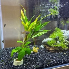 【水槽セット一式｜おまけ付き｜エビ多数】 の画像