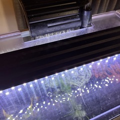 【水槽セット一式｜おまけ付き｜エビ多数】 の画像