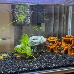 【水槽セット一式｜おまけ付き｜エビ多数】 の画像