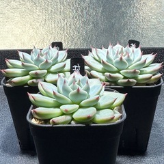 多肉植物　エケベリア属【桃太郎】　3鉢セットの画像