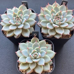 多肉植物　エケベリア属【桃太郎】　3鉢セットの画像