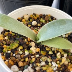 アガベ　パリートランカータ　実生1株の画像