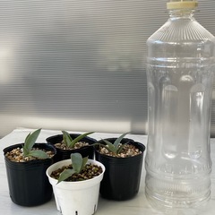 アガベ　パリートランカータ　実生1株の画像