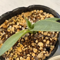 アガベ　パリートランカータ　実生1株の画像