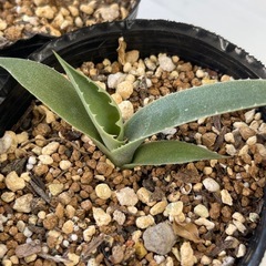 アガベ　パリートランカータ　実生1株の画像