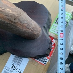 キジ　剥製　はく製　の画像