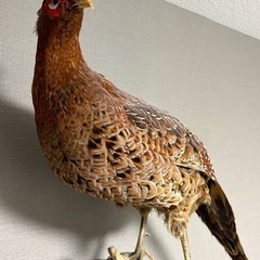 ヤマドリ　剥製　はく製の画像