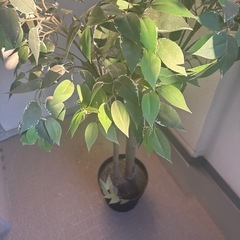 IKEA  フェイクグリーンの画像