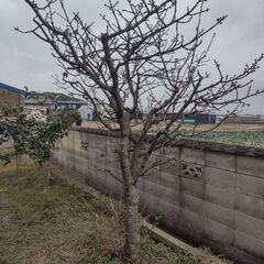 観音寺 桜 桜の木 品種不明 ソメイヨシノ？ ２ｍぐらい 庭木 ガーデニング 植木 和風 庭園 お庭 家庭菜園 の画像
