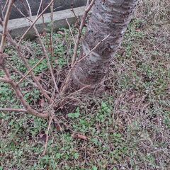 観音寺 桜 桜の木 品種不明 ソメイヨシノ？ ２ｍぐらい 庭木 ガーデニング 植木 和風 庭園 お庭 家庭菜園 の画像