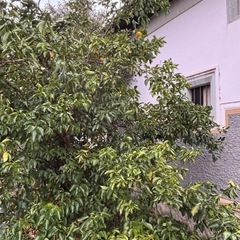 柚子　20個　無農薬の画像