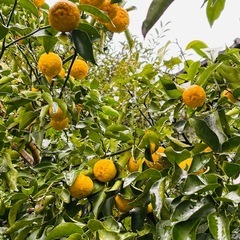 柚子　20個　無農薬の画像