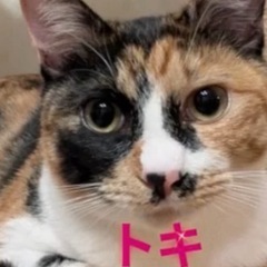 💖お膝でゴロスリ💖トキちゃんは甘えん坊さん☺️個人面会🉑