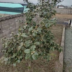 観音寺 ツバキ 椿 ツバキの木 その１ 品種不明 ２ｍぐらい 庭木 ガーデニング 植木 和風 庭園 お庭 家庭菜園 の画像