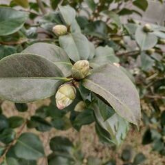観音寺 ツバキ 椿 ツバキの木 その１ 品種不明 ２ｍぐらい 庭木 ガーデニング 植木 和風 庭園 お庭 家庭菜園 の画像