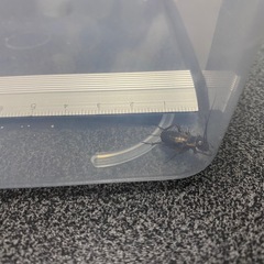 爬虫類・カナヘビ・ヤモリの餌に最適！元気なコオロギ【食いつき抜群！しっかり栄養管理した安心餌コオロギ】 の画像