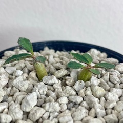 カプサインテマリエンシス実生/8月発芽確認の画像