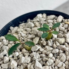 カプサインテマリエンシス実生/8月発芽確認の画像