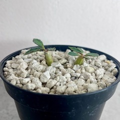 カプサインテマリエンシス実生/8月発芽確認の画像